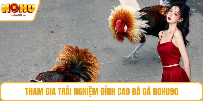 Đá Gà NOHU90 - Sân Chơi Đỉnh Cao Cho Đam Mê Gà Chiến Tham gia trải nghiệm đỉnh cao đá gà NOHU90
